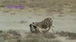 Animals Attacks On Lion Buffalo vs Lion vs zebra Animal attack Prey Fight back - YouTube