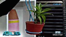 iBilib: Amazing life hacks using hanger as flower pot holder!