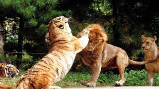 Real Fight Of Lion And Tiger, Lion vs Tiger, Tiger TryTo Escape