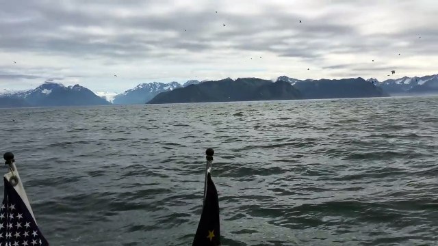 Humpback Whales Feeding