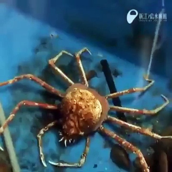 Animals changing shell
