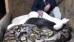 World Most Dangerous Snakes -Men Play To Snake Unbelivable Video