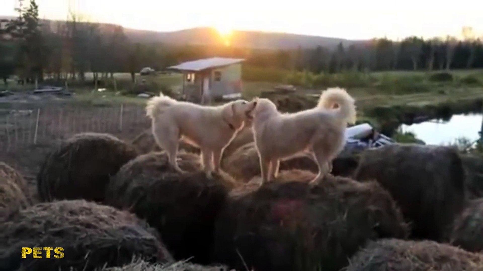 Funny animals | Pets