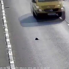 Kesay ik Billi ka bacha moat k moo se bahr aya