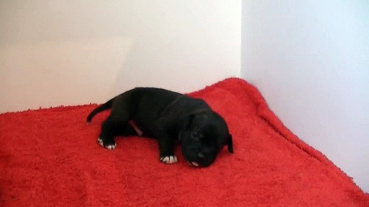 15ème vidéo MAKO de STAFFORDLAND