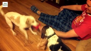 Funny Dogs Sliding on Wooden Floors Compilation 2014 [HD]