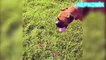 Komik Köpek Videoları 2016 Gülme Garantili Sevimli Köpekler Topu Yakalamaya Çalışırken Havuza Düşen Komik Köpek