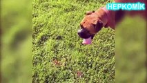 Komik Köpek Videoları 2016 Gülme Garantili Sevimli Köpekler Topu Yakalamaya Çalışırken Havuza Düşen Komik Köpek