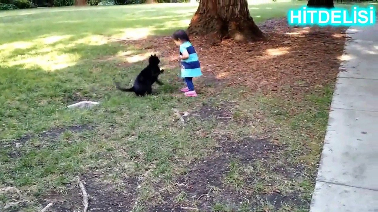 Komik Kedi Kazaları 2016 Derleme