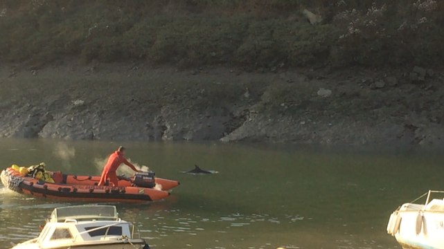 Deux dauphins secourus par les pompiers dans le port du Légué