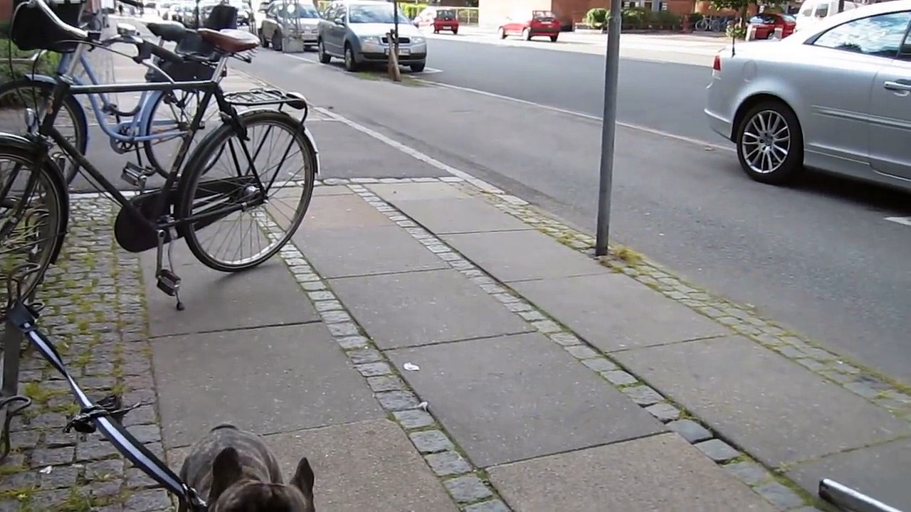 Funny talking French Bulldog