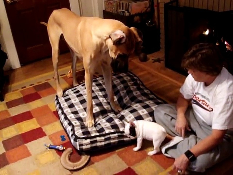 Great Dane vs French Bulldog
