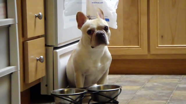 How my French Bulldog Tigger tells me I WANT WATER!!!