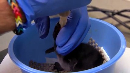 Yılın İlk Penguenine David Bowie Adı Verildi