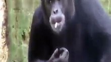 funny clip animal