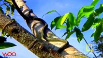 Snakes really can fly  - Real Flying Snakes