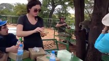 Monkeys Stealing Things (HD) [Funny Pets] - YouTube