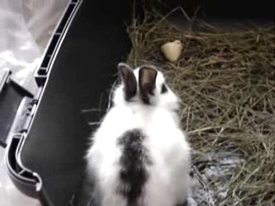 Lapine Perle
