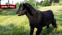 Animales Chistosos Para Morirse de Risa - Videos De Risa 2016 - Videos de animales 2016