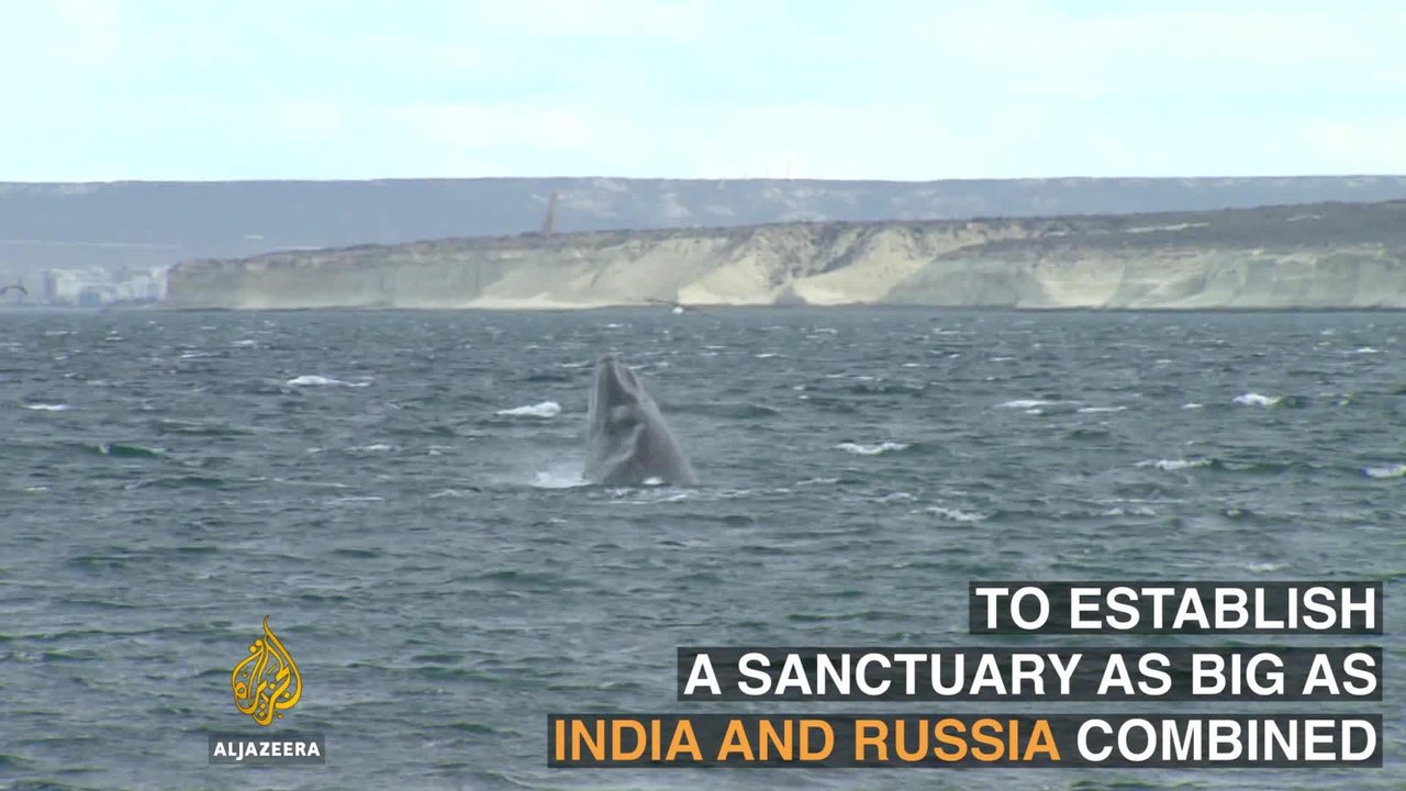 Proposal for large whale sanctuary fails