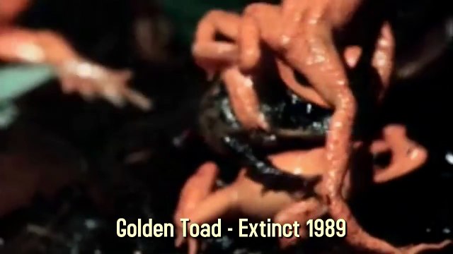 6 espèces d'animaux disparues depuis 1900