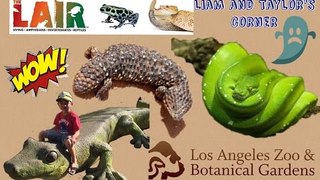 A day at the LOS ANGELES ZOO (pt 2) | LAIR Snakes Turtles Skinks Frogs | Liam and Taylor's Corner