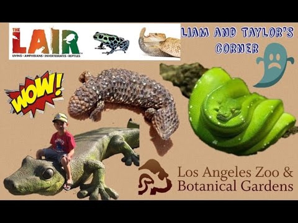 A day at the LOS ANGELES ZOO (pt 2) | LAIR Snakes Turtles Skinks Frogs | Liam and Taylor's Corner