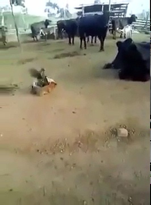 موت کسی بھی صورت میں ٹلنے والی نہیں  ایسی حیران کن ویڈیو آپ نے پہلے کبھی نہیں دیکھی ہو گی(360p)