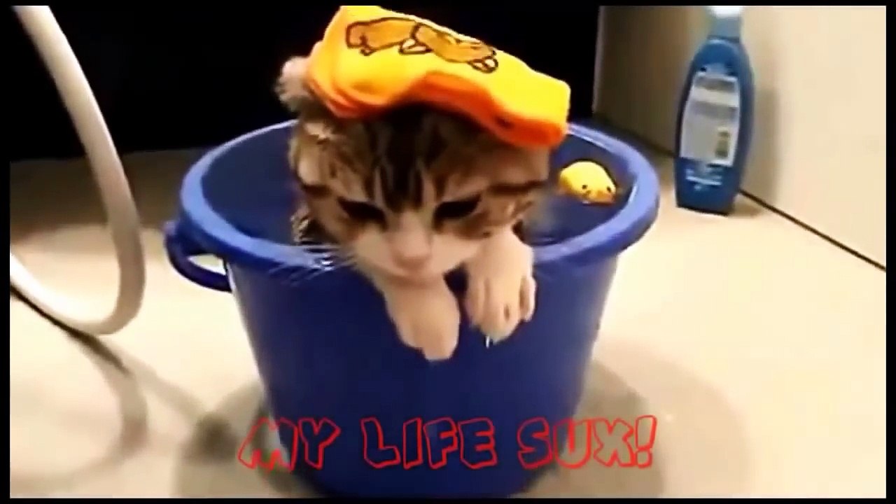 En komik kediler )) sahibini korkutan kediler )))))