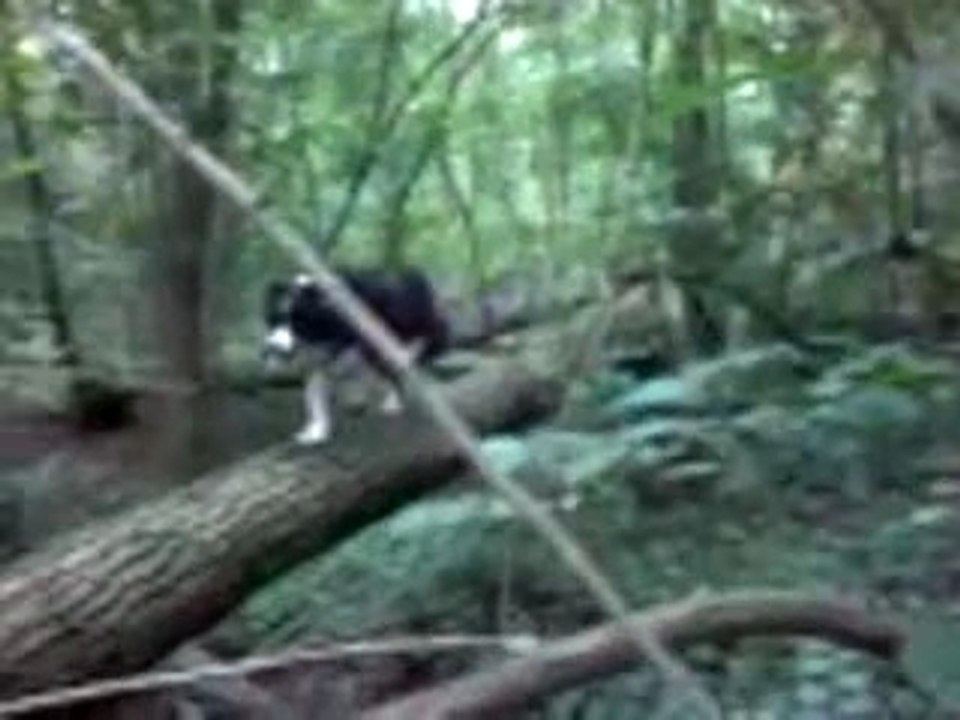MOV00010