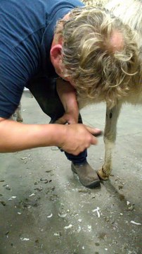 Tweede ezel, voorzijde linker poot, werken met de tang