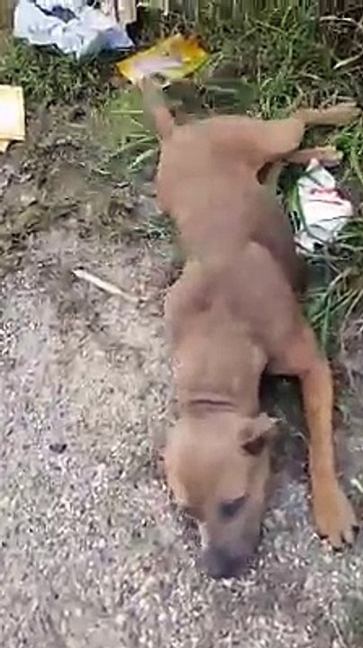 Salvamento de uma cadela  VD1
