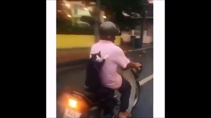 قطوس عامل جو