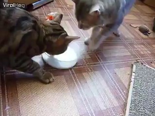 animals are batter then humans(cats)