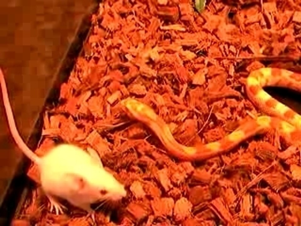 serpent qui mange