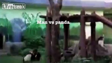 Man tried to attack bear