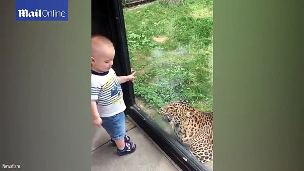 Adorable Little Boy Laughs When Leopard Pounces