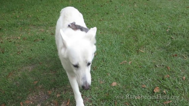 Un chien adopte un bébé très insolite. Vous ne devinerez jamais ce qui se produit 2 ans plus tard...