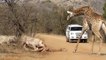 Giraffe Tries Saving Her Calf From Hunting Lions