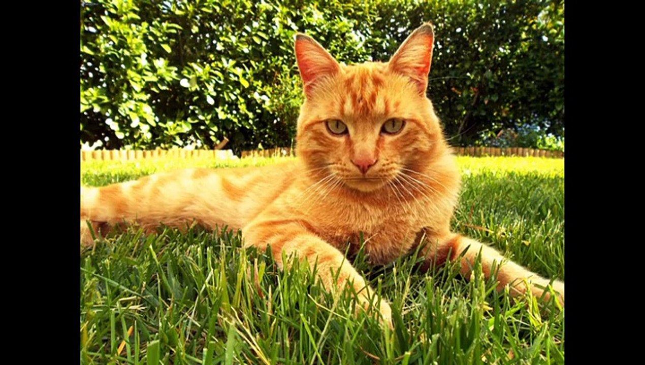 Un Chat Presente Une Emission