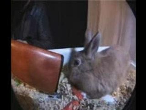 michel-muller-ce-matin-un-lapin