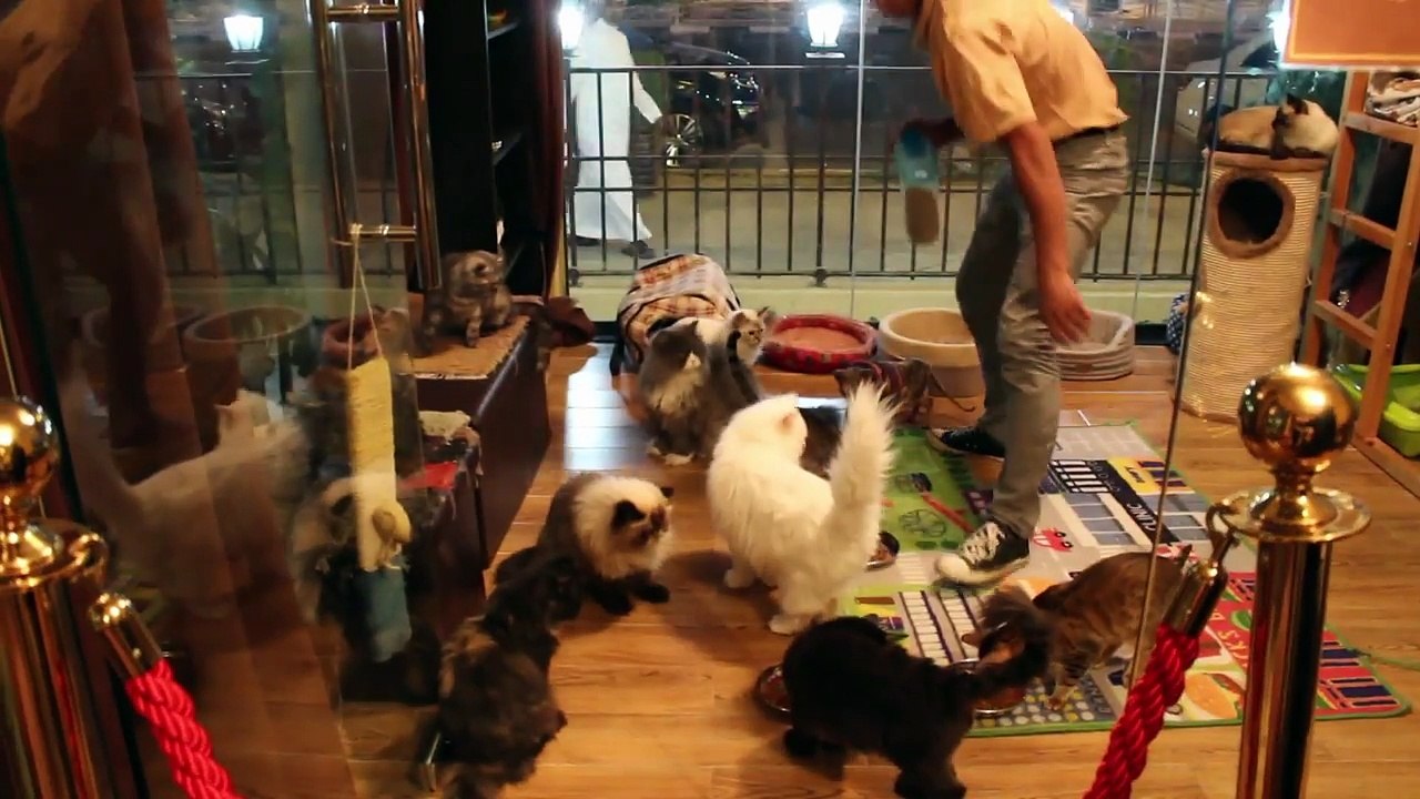 Cat Cafe in Dubai