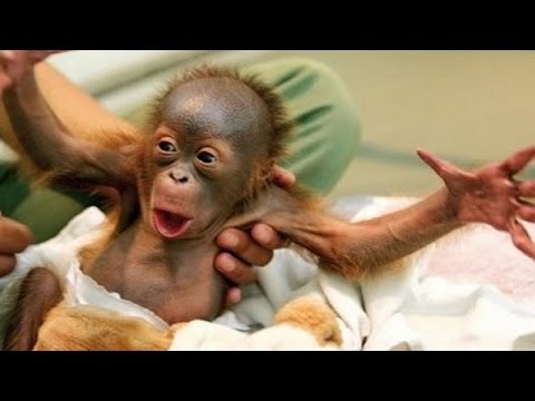 Animals, funniest and most amusing creatures on Earth - Super funny animal compilation