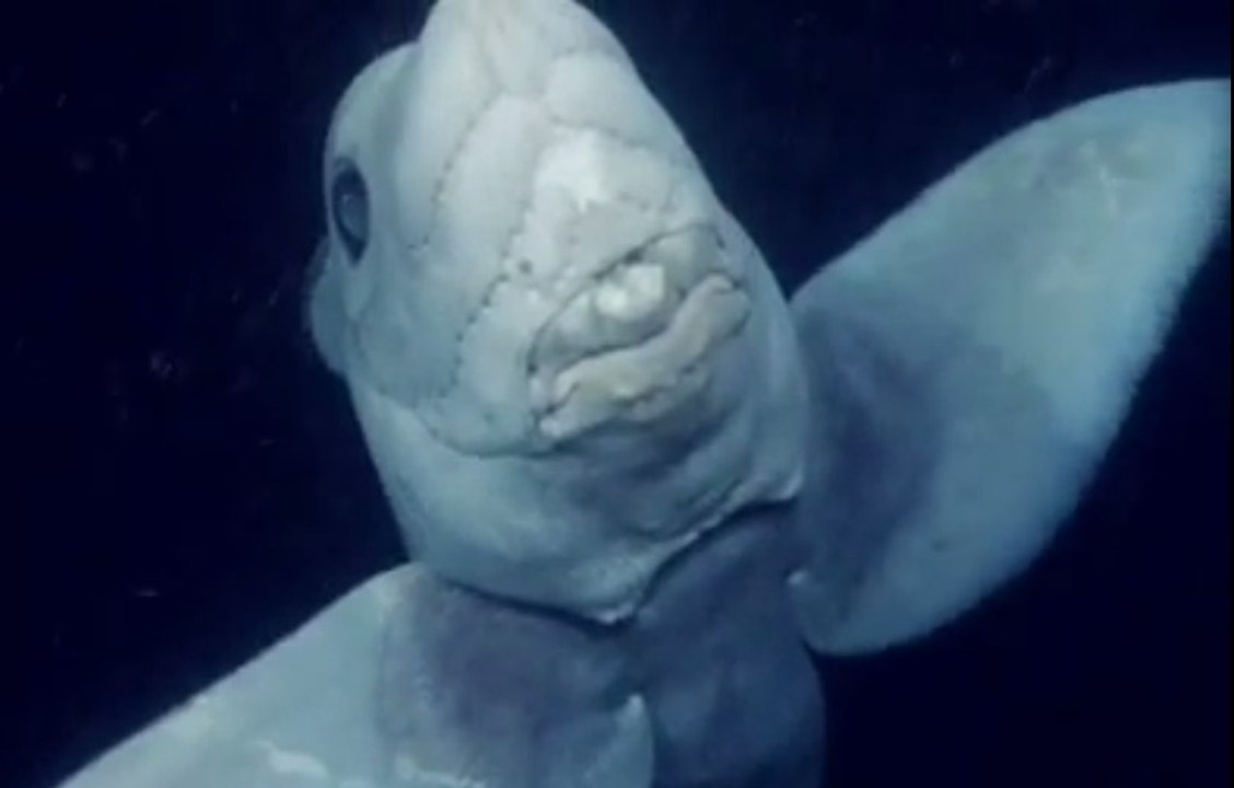 The Haunting Ghost Shark