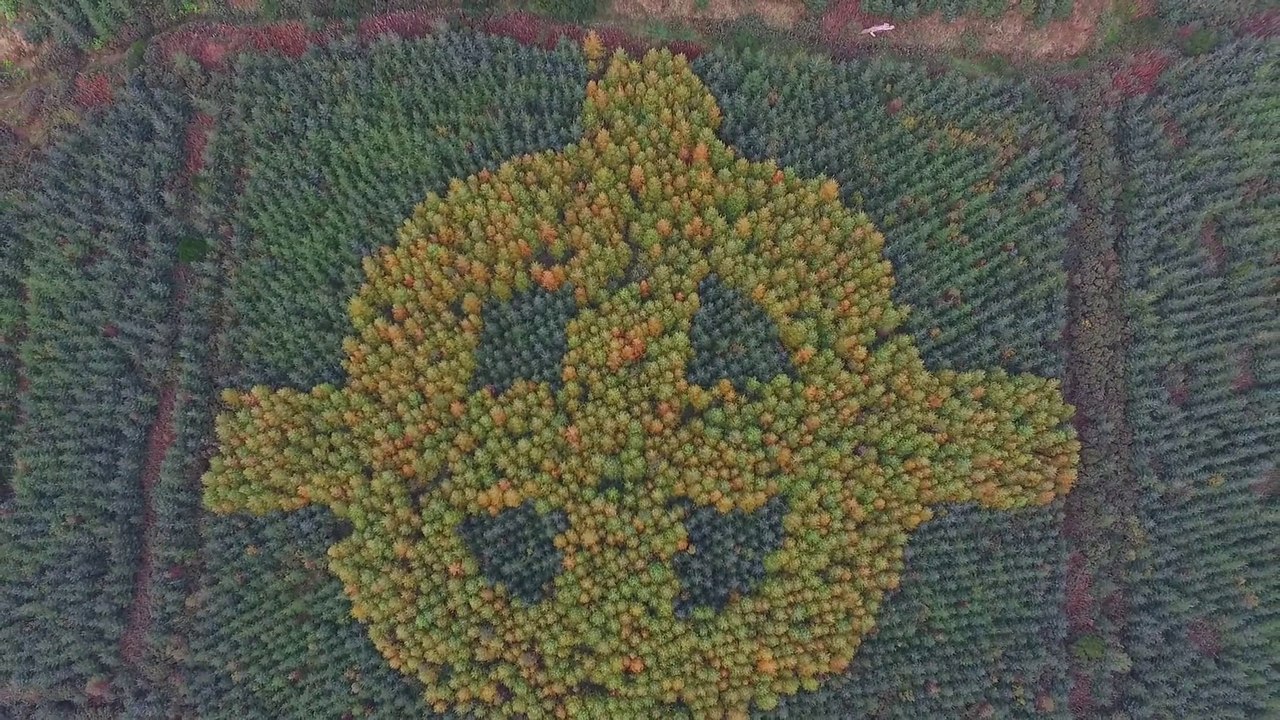 Une croix Irlandaise de 120m de long faite d'arbres dans une forêt !