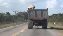 Chú lợn rơi từ trên xe tải xuống đường tài xế không biết gì