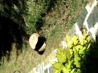 A cub just wants to have fun