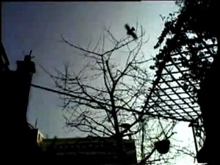 Muriel Moreno - Petite bête (clip)