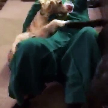 La réaction de ce chien qui voit sa peluche préférée prendre vie est tellement craquante !