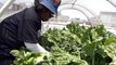 Rooftop urban farming feeds South Africa’s poor